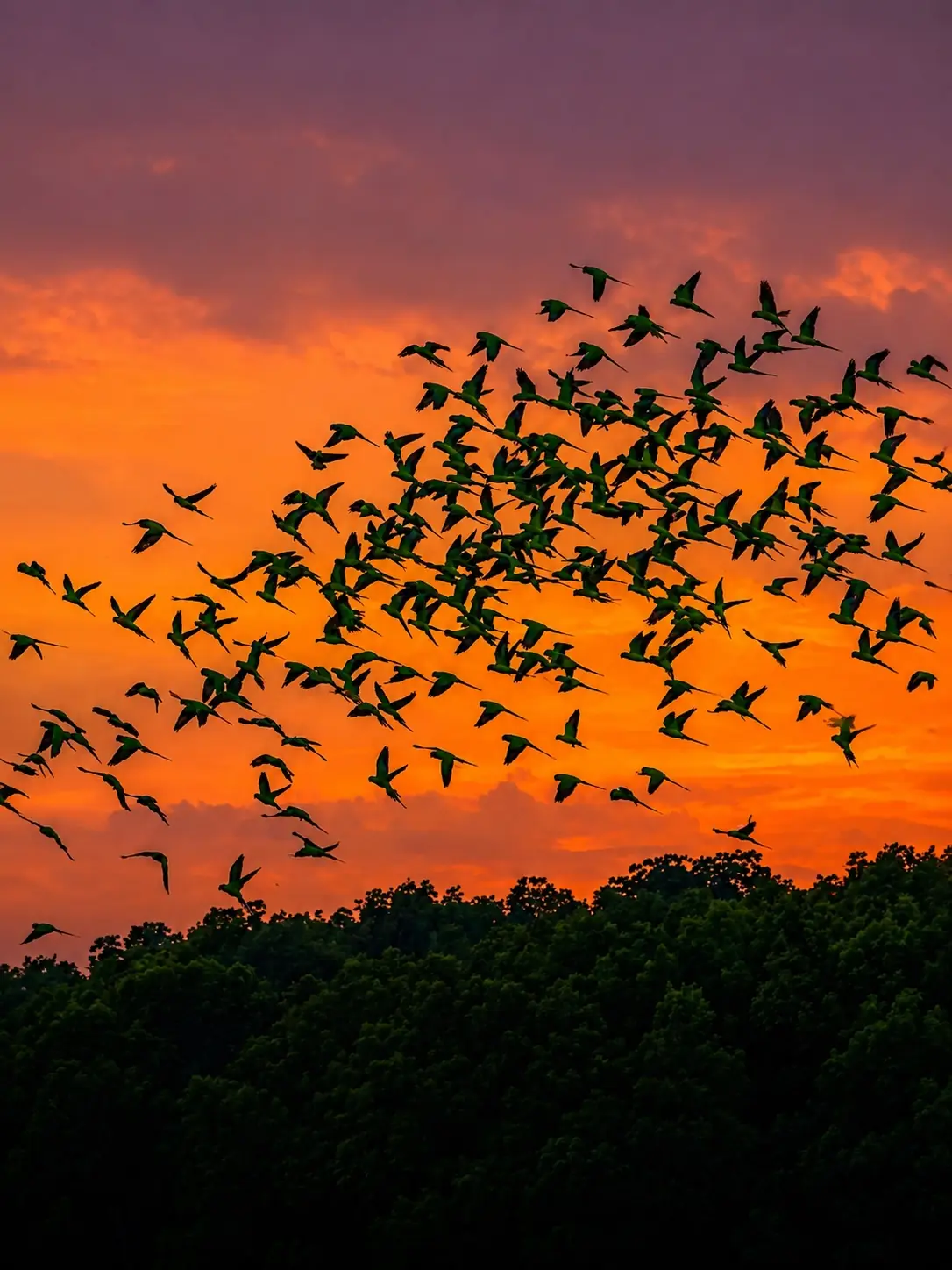 Parrot Island