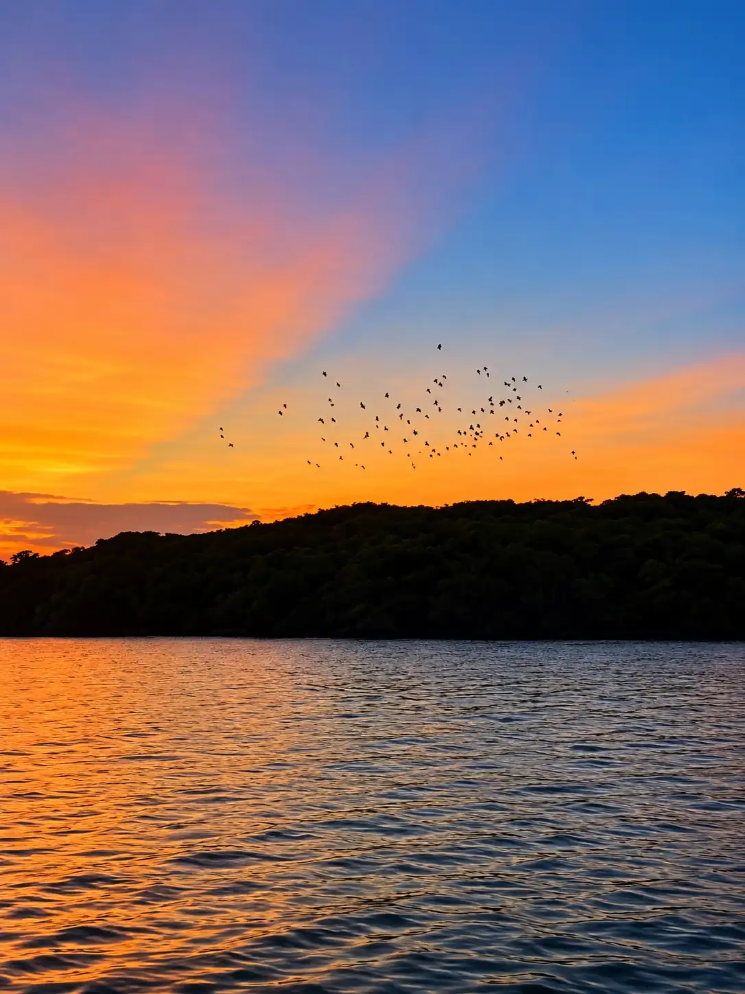 Parrot Island featured photo