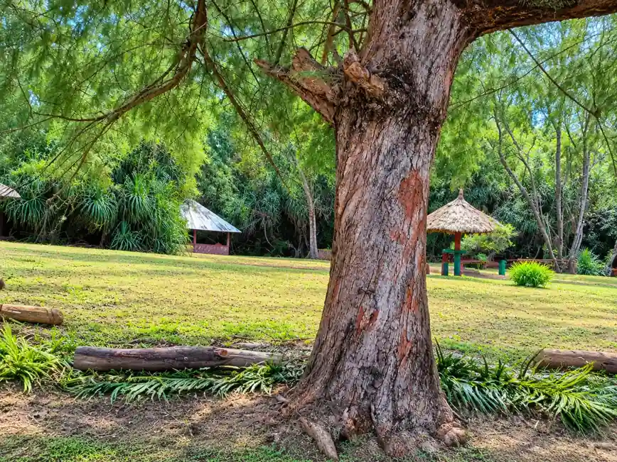 Dhani Nallah Mangrove Walkway featured photo