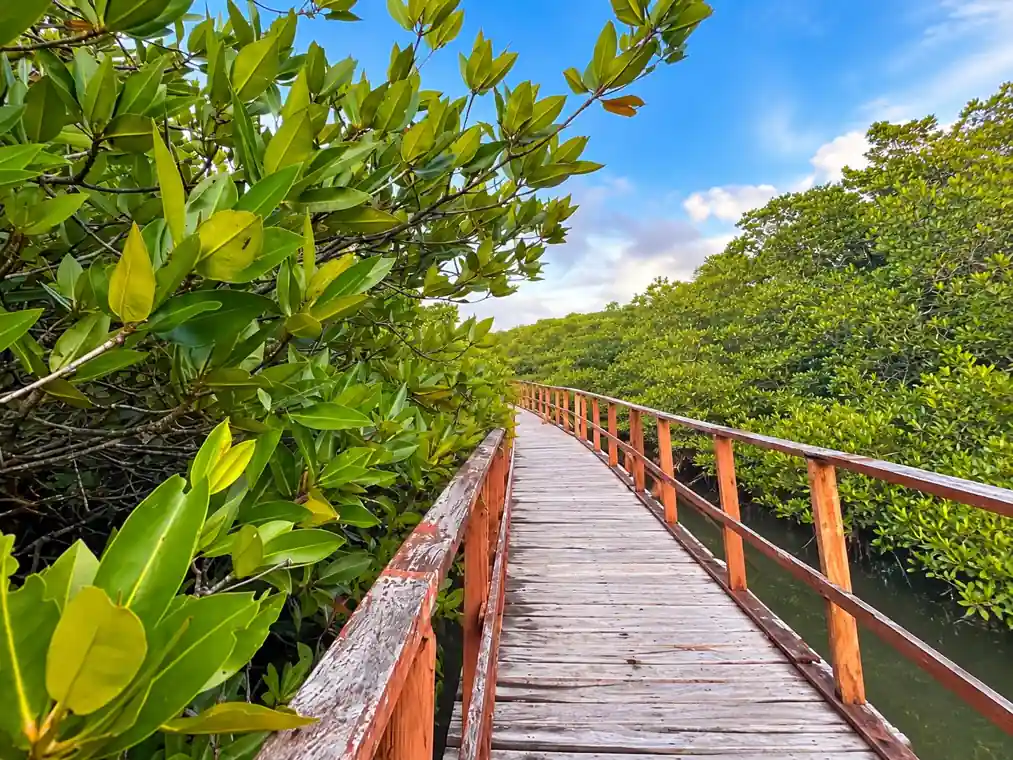 Yerrata Mangrove Walkway & Watchtower photo 3
