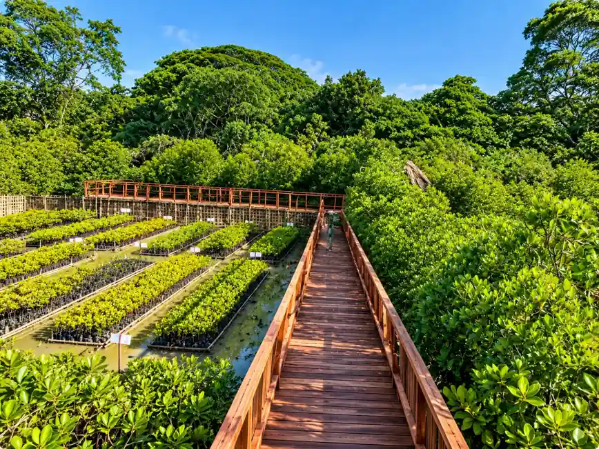 Yerrata Mangrove Walkway & Watchtower featured photo