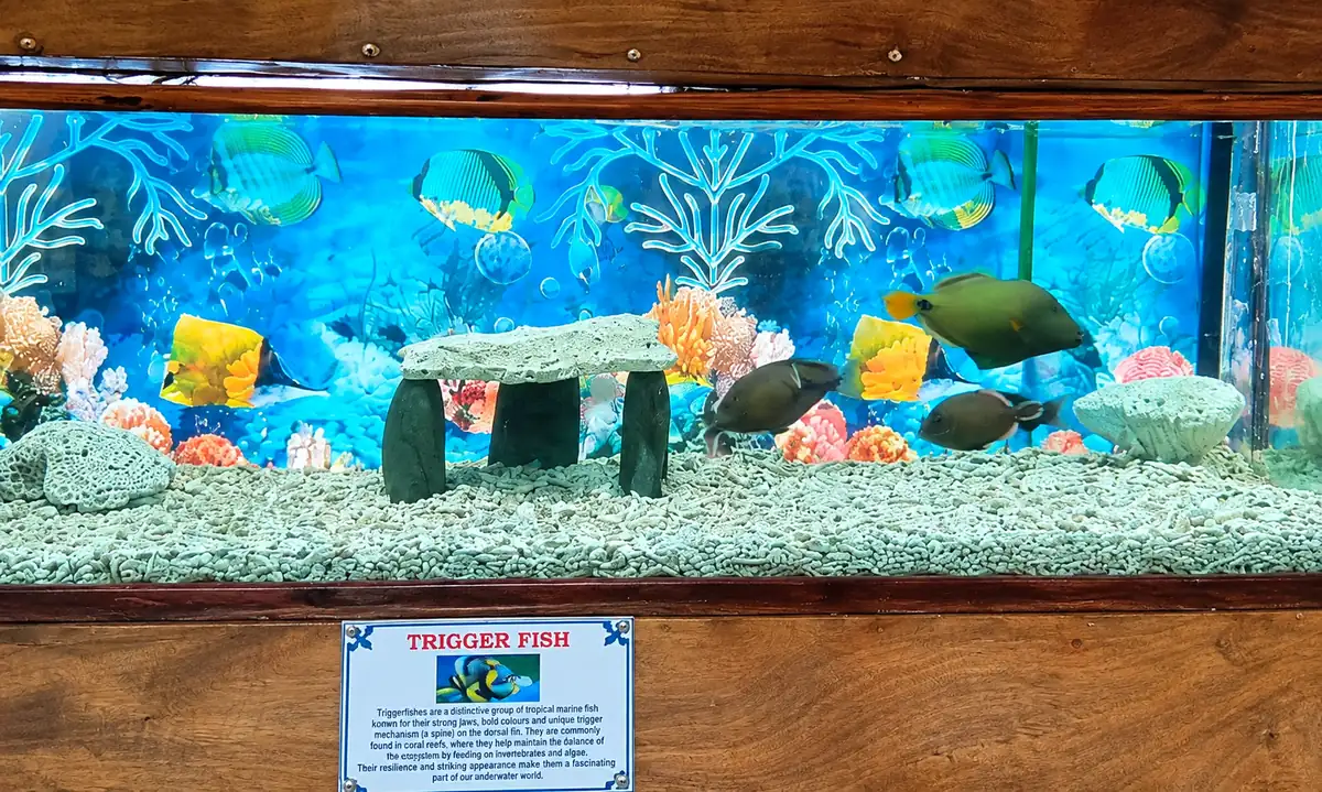Fisheries Museum (Aquarium) photo 4