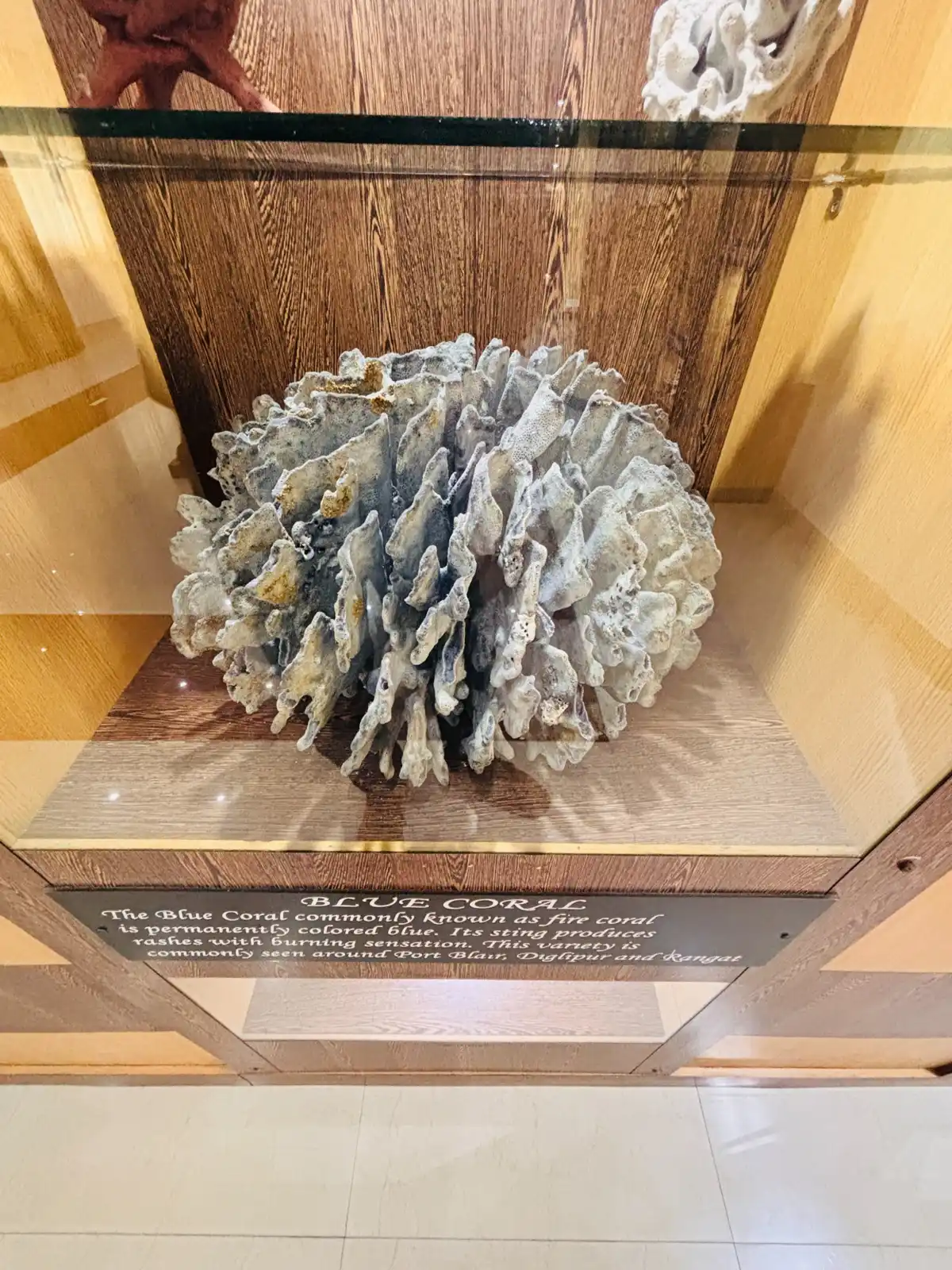 Samudrika Marine Museum photo 5