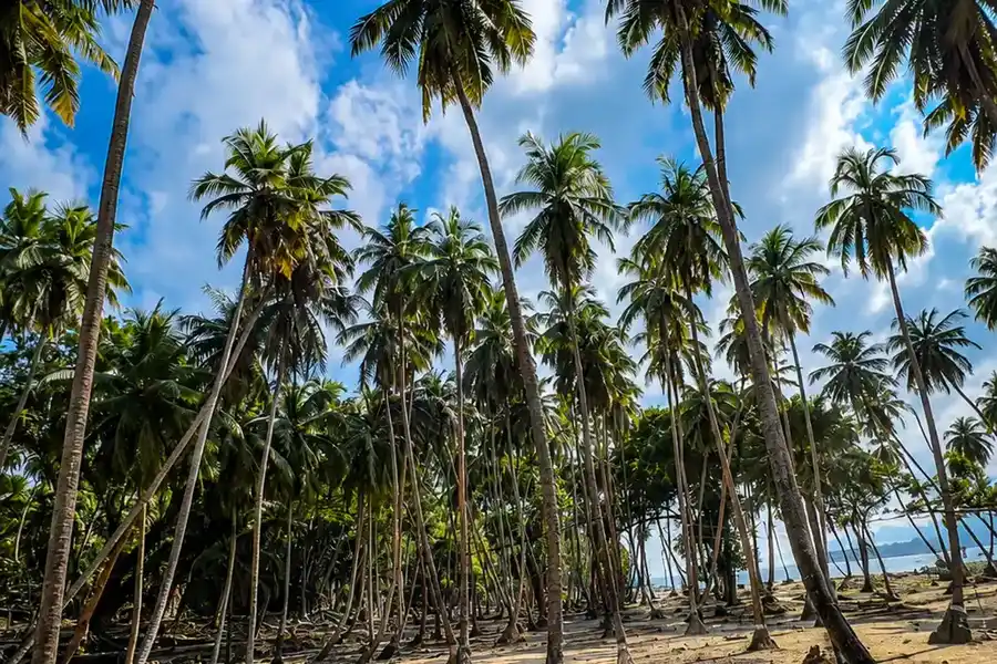 Ross Island (Netaji Subhash Chandra Bose Dweep) photo 5